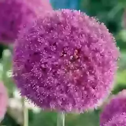 Giganteum